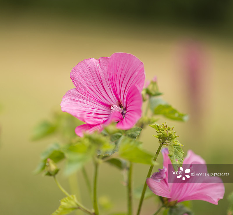 花园里的花图片素材