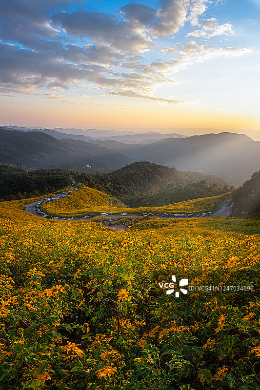 日落时分的墨西哥向日葵图片素材