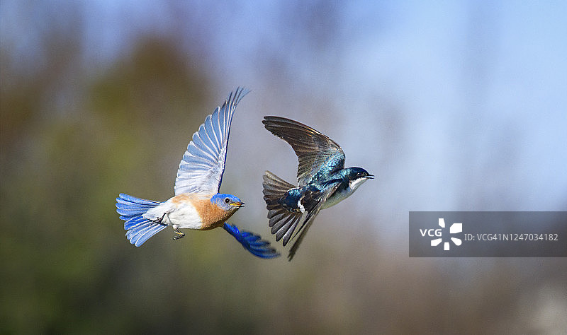 宾夕法尼亚州埃克斯顿公园的蓝鸟追逐树燕图片素材