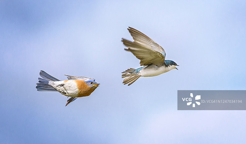 宾夕法尼亚州埃克斯顿公园的蓝色追逐图片素材