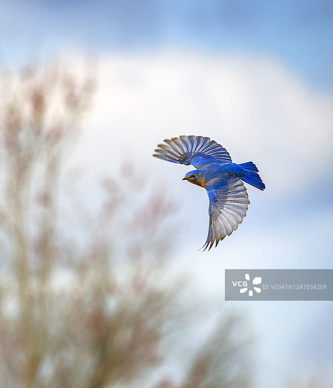 宾夕法尼亚州埃克斯顿公园的蓝色翅膀和蓝色天空图片素材
