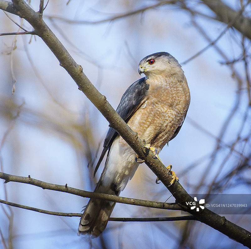 宾夕法尼亚州奥杜邦市锋翅鹰特写图片素材