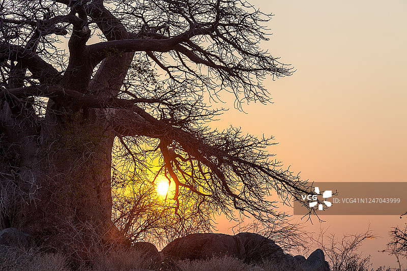 日落时分，猴面包树的剪影图片素材