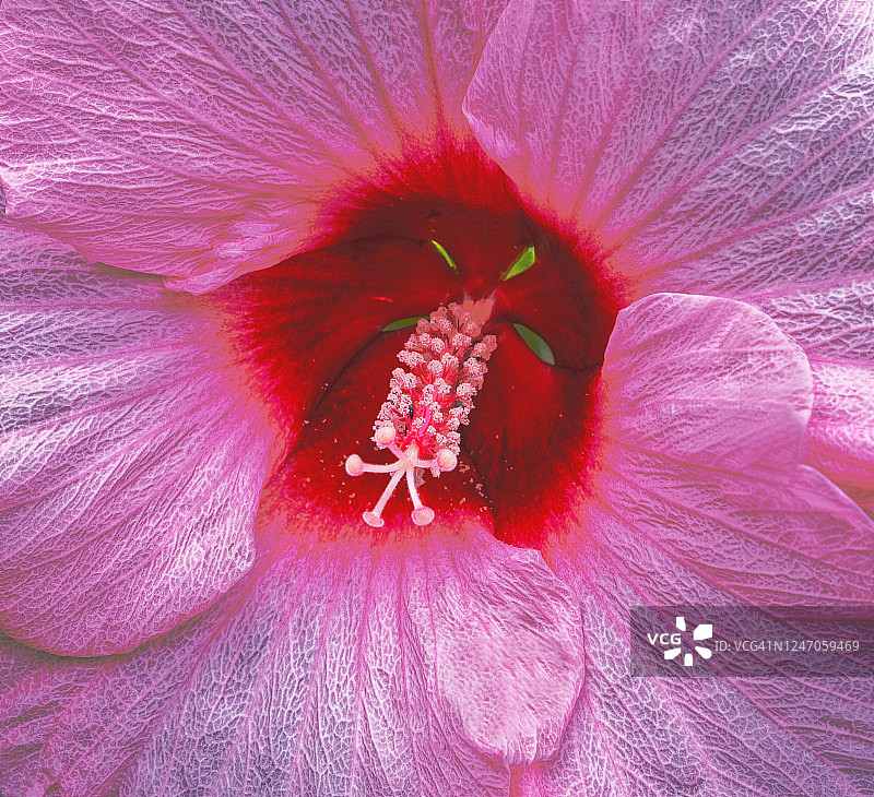 微距粉色芙蓉花图片素材