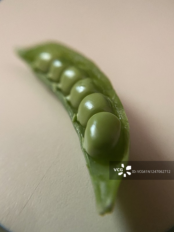 香豌豆图片素材