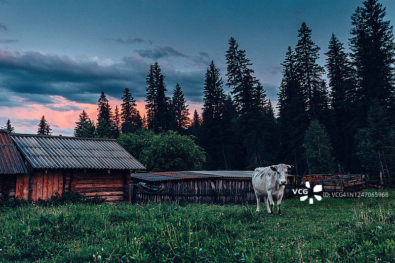 阿尔泰日落云背景下的白色母牛图片素材