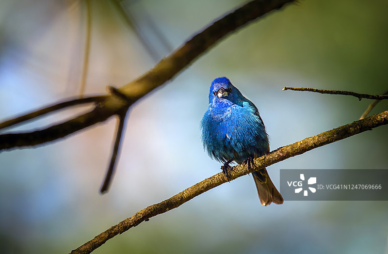 蓝色靛蓝彩雀的美丽光线和特写图片素材