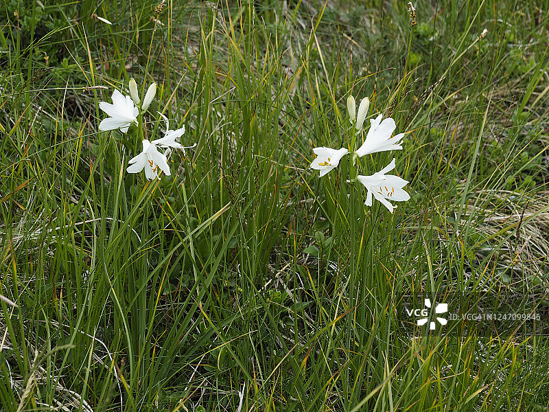 圣布鲁诺百合（天堂百合）在莫里索利诺山上盛开图片素材