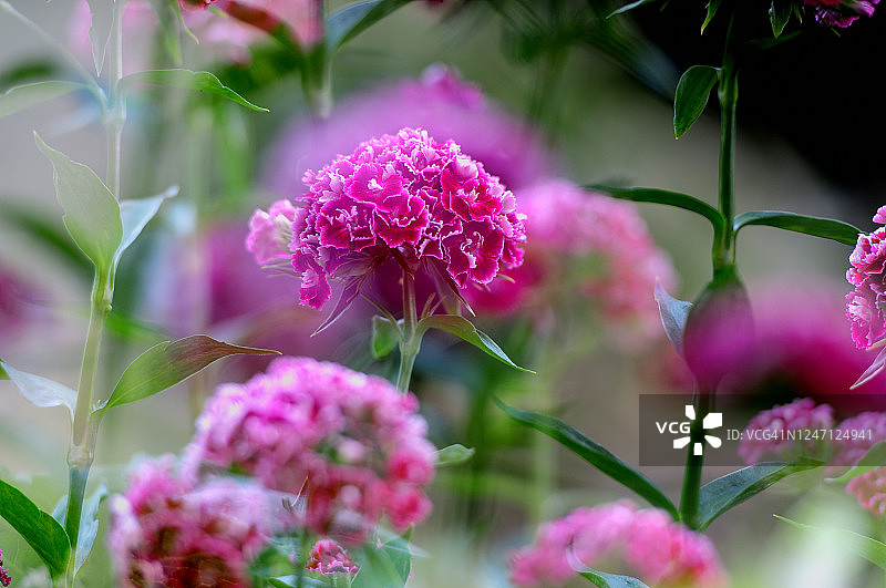 红色康乃馨图片素材