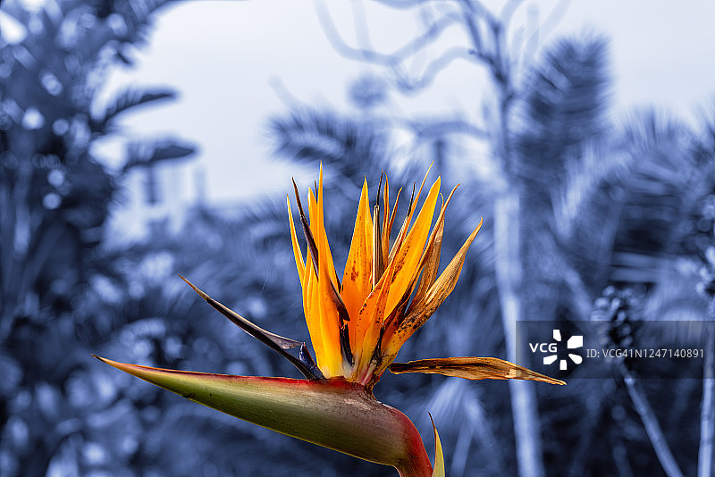 鹤望兰，因花朵酷似天堂鸟而得名图片素材