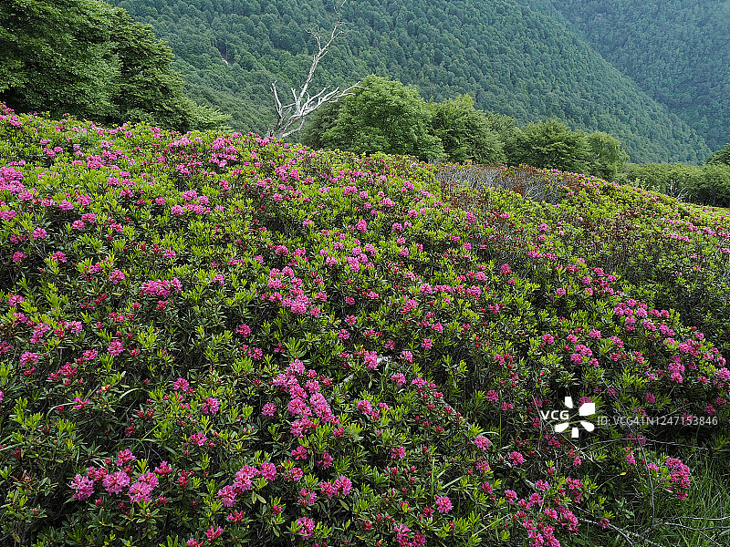 瓦尔格兰德国家公园莫里索利诺山上的高山玫瑰盛开图片素材