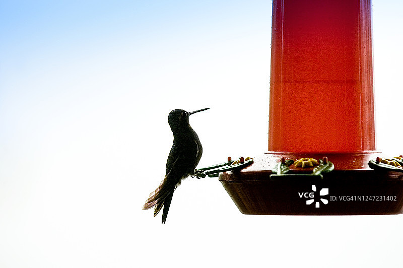 蜂鸟，喂鸟器，哥斯达黎加图片素材