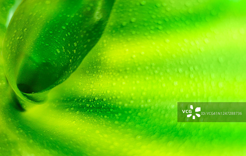 绿色叶子的特写图片素材