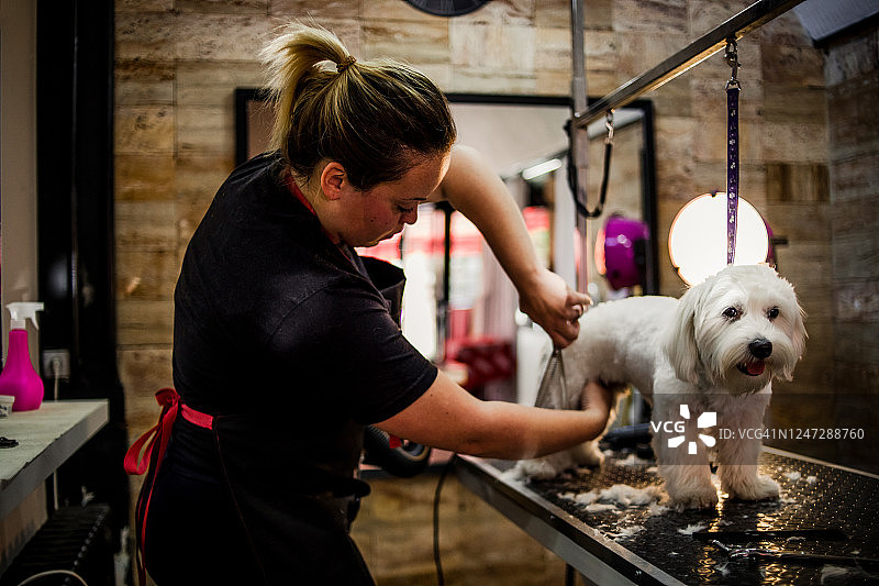 宠物美容店里，可爱的小白色马尔济斯犬图片素材