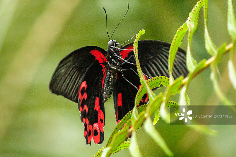 黑色背景上的红色蝴蝶图片素材