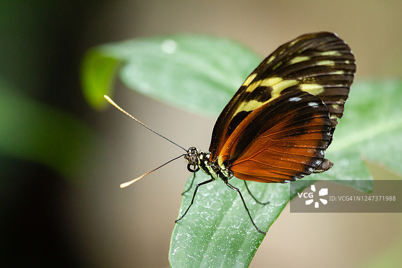 眩晕！图片素材