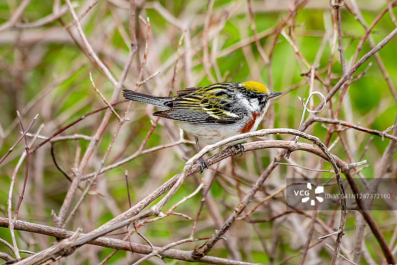 栗胁莺图片素材
