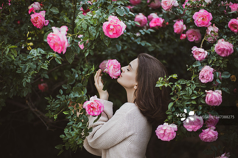 年轻女子闻着粉红色的玫瑰花香，穿着羊毛开衫，在盛开的玫瑰花园旁摆姿势，香水广告概念图片素材