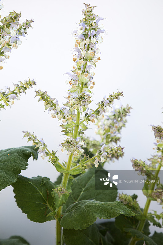 白色背景上的快乐鼠尾草花图片素材