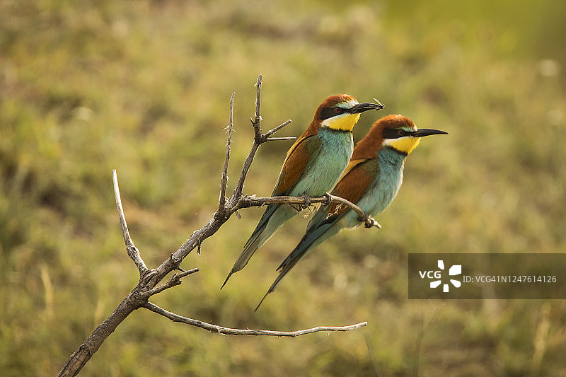 树枝上色彩鲜艳的蜂虎图片素材