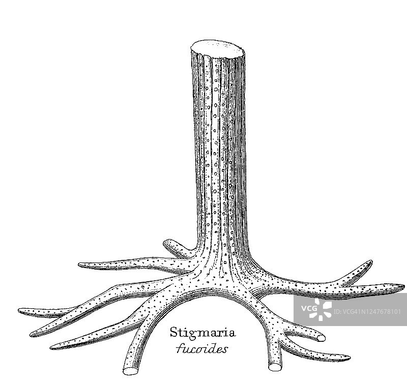 地质古董插图：志留纪到莱亚斯地层中的典型化石图片素材