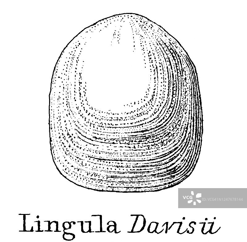 地质古董插图：志留纪到莱亚斯地层中的典型化石图片素材