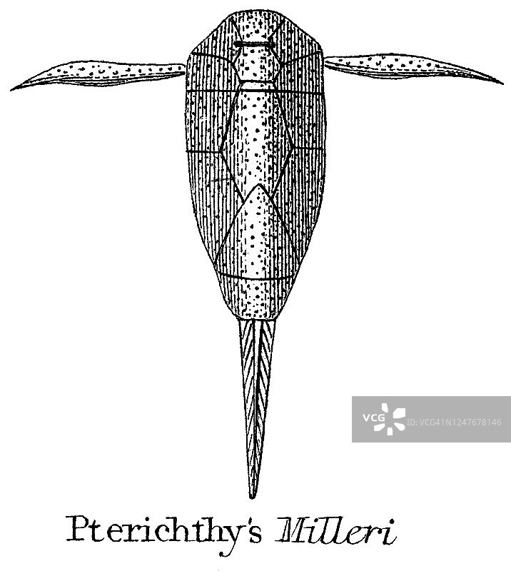地质古董插图：志留纪到莱亚斯地层中的典型化石图片素材