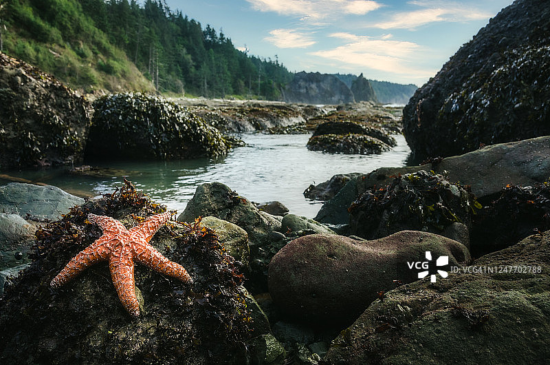 奥林匹克半岛海岸线上的海星图片素材