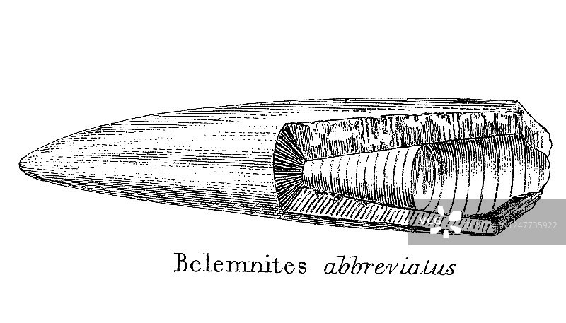 地质古董插图：志留纪到莱亚斯地层中的典型化石图片素材