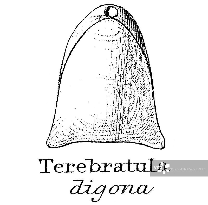 地质古董插图：志留纪到莱亚斯地层中的典型化石图片素材