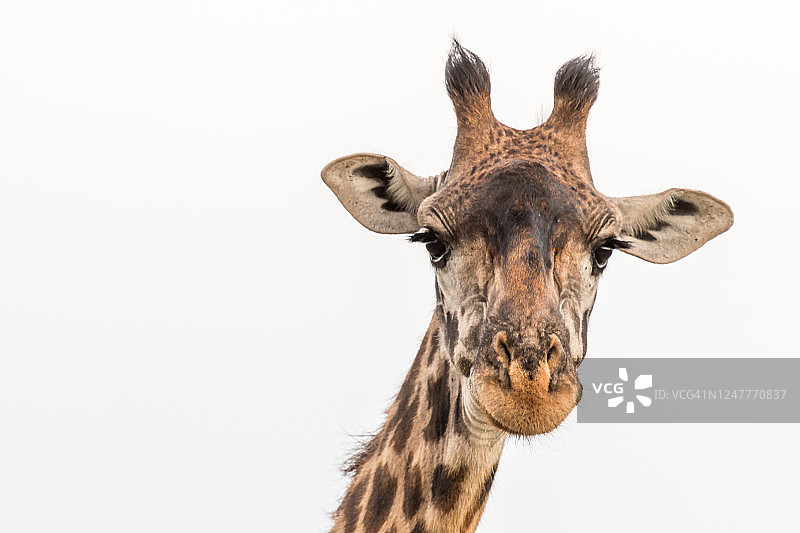 马赛长颈鹿近景肖像图片素材