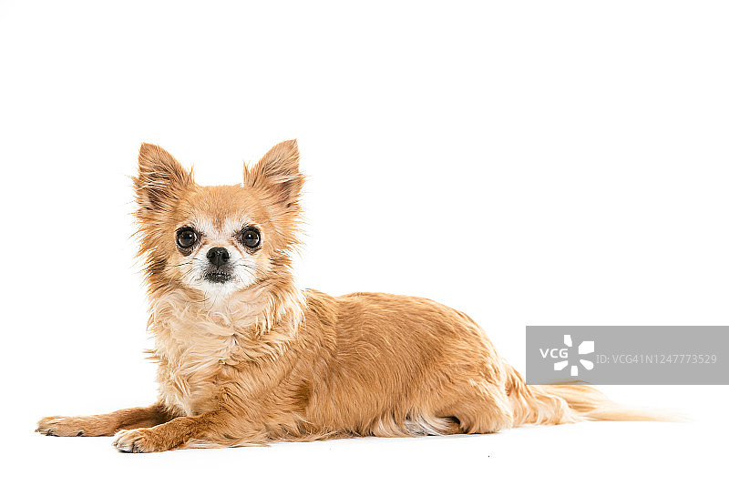 白色背景下的吉娃娃图片素材