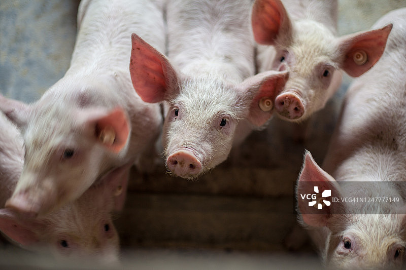 中国猪圈里的小猪图片素材