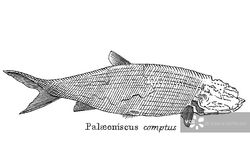 地质古董插图：志留纪到莱亚斯地层中的典型化石图片素材