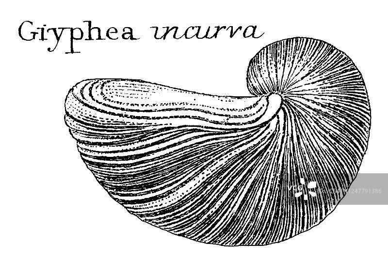 地质古董插图：志留纪到莱亚斯地层中的典型化石图片素材
