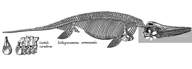 地质古董插图：志留纪到莱亚斯地层中的典型化石图片素材