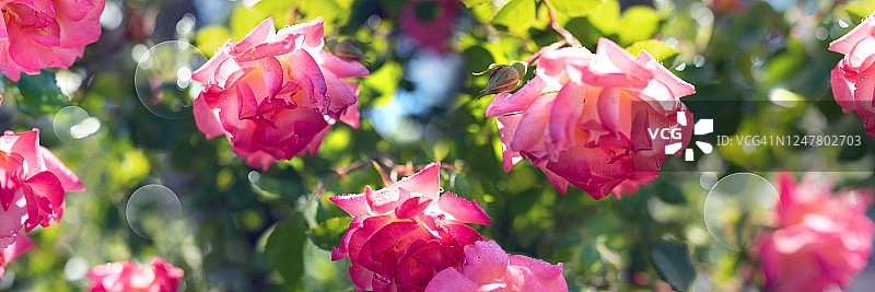 花园印象图片素材