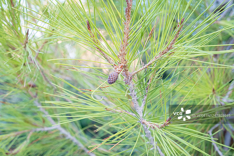 希腊克里特岛迷人的夏日风光图片素材
