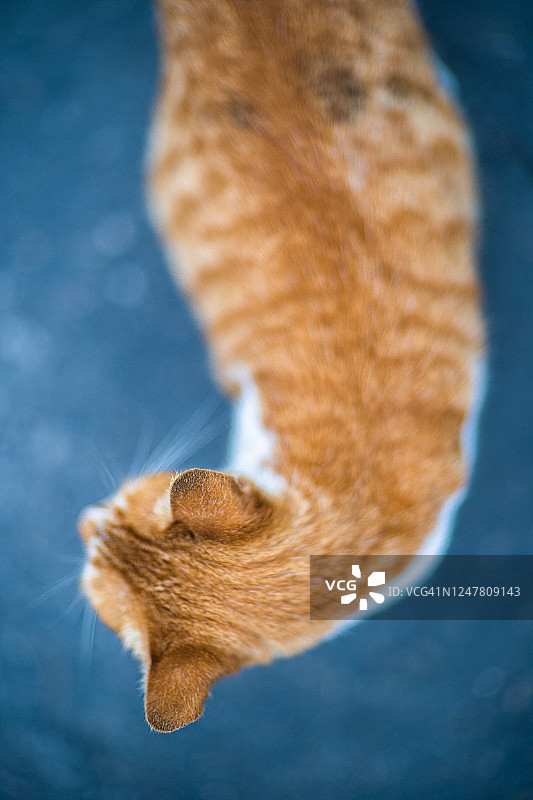 猫：浅景深镜头图片素材
