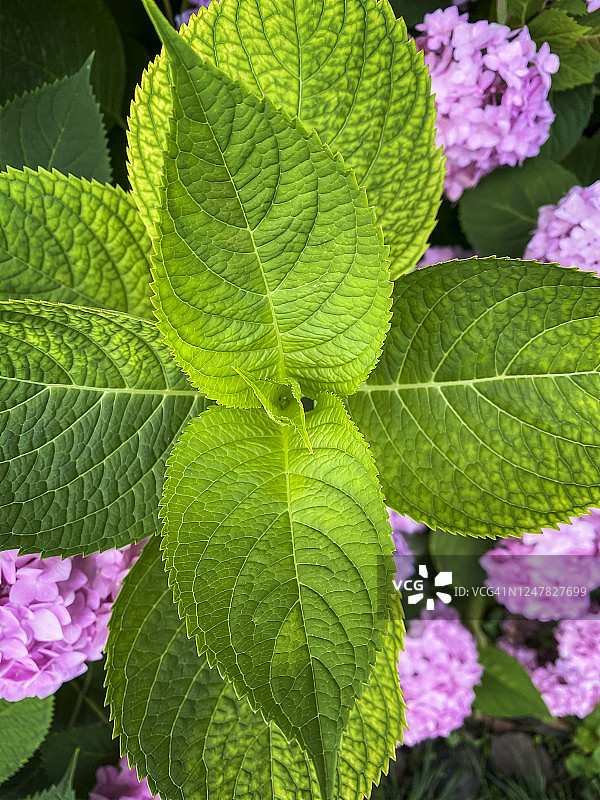 绿色绣球花叶图片素材