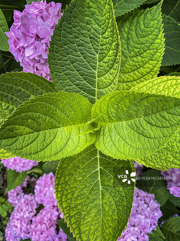 绿色绣球花叶图片素材