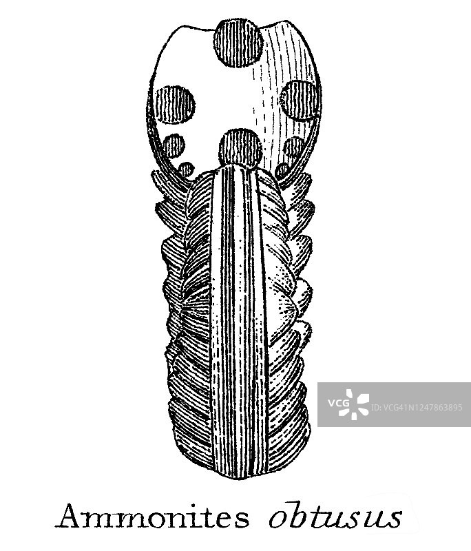 地质古董插图：志留纪到莱亚斯地层中的典型化石图片素材