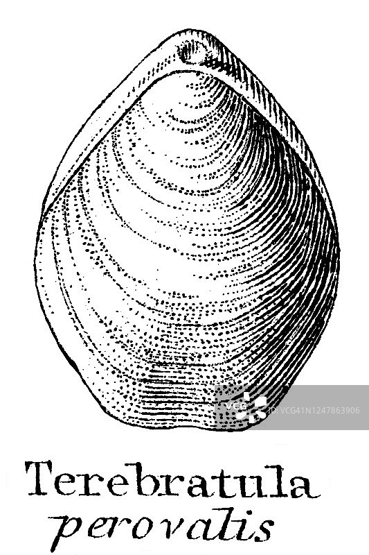 地质古董插图：志留纪到莱亚斯地层中的典型化石图片素材