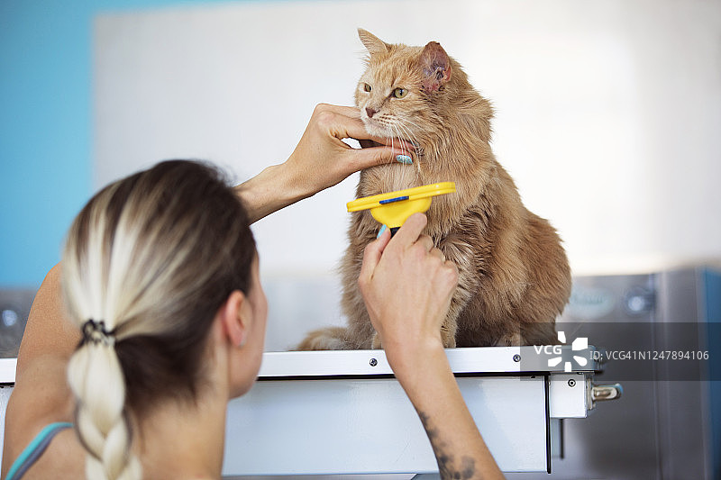 宠物美容师在宠物店为猫咪梳毛图片素材