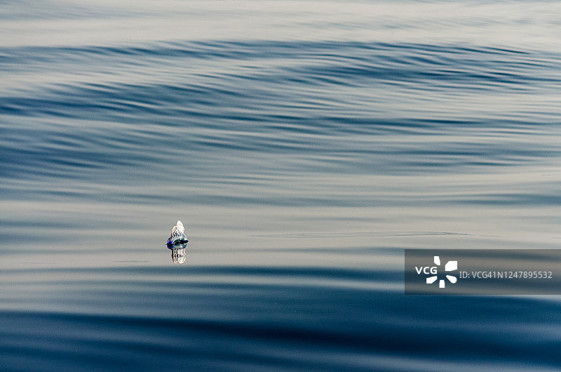 葡萄牙战舰鸟图片素材