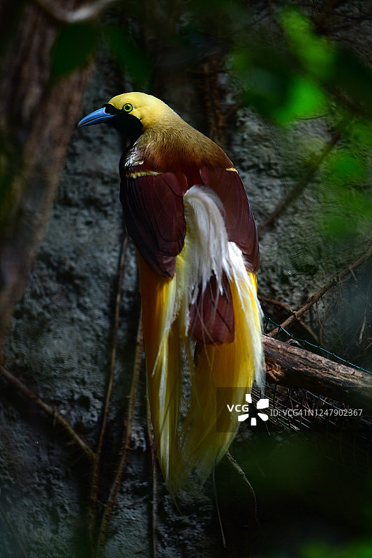 天堂鸟(小天堂鸟)图片素材
