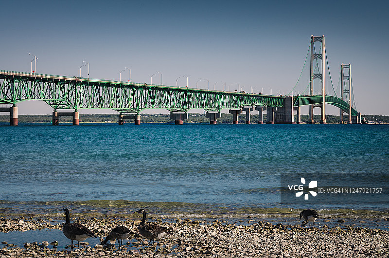 麦基诺大桥前的鹅图片素材