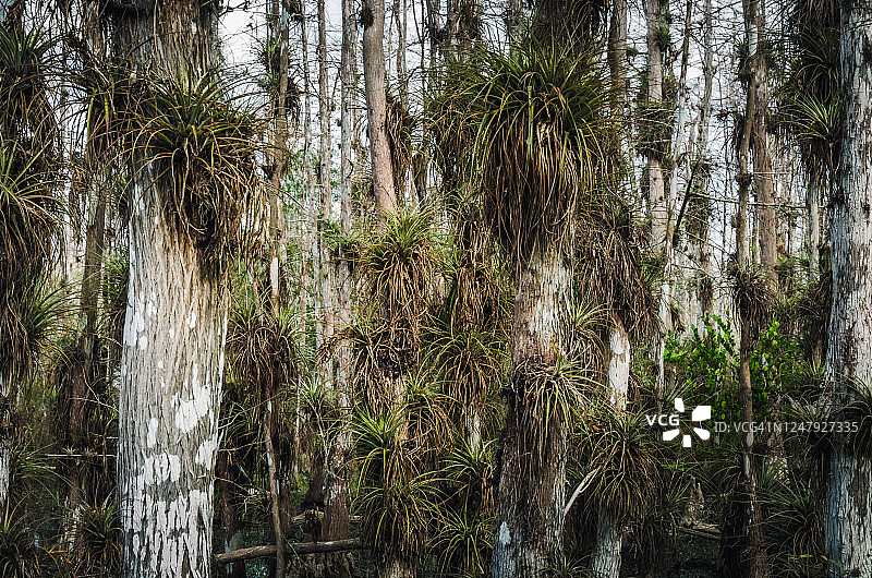 大柏树的红雀凤梨图片素材