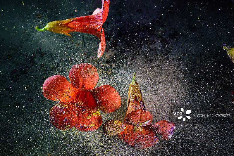 凌霄花在空中飞舞，彩色面粉飞溅图片素材