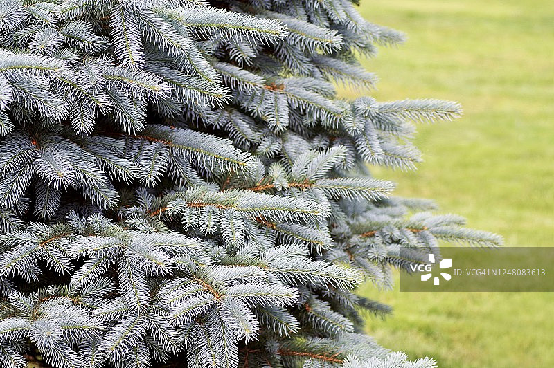 蓝云杉树图片素材